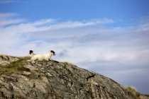 Moutons Sur le flanc de montagne contre les nuages — Photo de stock