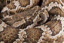 Serpente a sonagli del Pacifico meridionale — Foto stock
