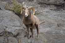 Ovinos de Bighorn (Ovis canadensis ) — Fotografia de Stock