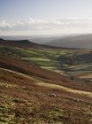 Pecore al pascolo su Hillside — Foto stock
