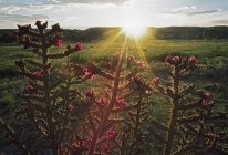Vue du coucher du soleil sur la prairie — Photo de stock