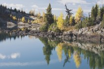 Larch Trees Reflections In Autumn — Stock Photo