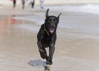 Cão preto corre em toda a areia — Fotografia de Stock