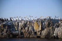 Seagulls Perched On Rock — Stock Photo