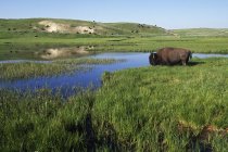 Bison At Edge Of Pool — Stock Photo