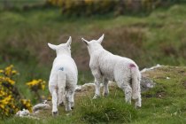 Rear View Of Two Lambs — Stock Photo