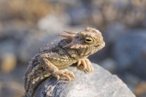 Desert Horned Lizard — Stock Photo