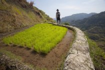 Terraços de arroz com paredes de lama — Fotografia de Stock