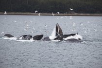 Buckelwale an der Wasseroberfläche — Stockfoto