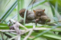 Deux tarsiers sauvages — Photo de stock