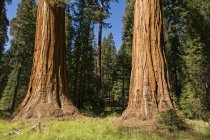 Дерева секвоядендрон національного парку — стокове фото
