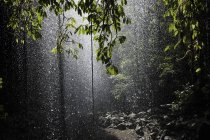 Forêt tropicale avec douche pluviale et arbres — Photo de stock