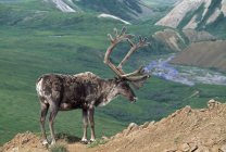 Caribou Bul With Velvet Antlers — Stock Photo