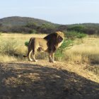 Лев стоїть на землі — стокове фото
