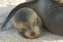 Sigillo di pelliccia Galapagos — Foto stock