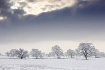 Alberi ricoperti di neve — Foto stock
