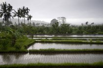Reisfelder mit Wasser — Stockfoto