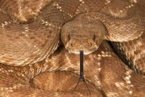 Serpent à sonnette rouge-diamant défensif — Photo de stock