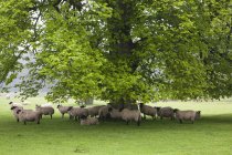 Вівці стоять під деревом — стокове фото