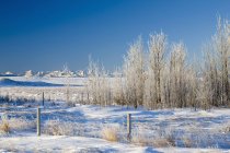 Frostbefallene Bäume — Stockfoto