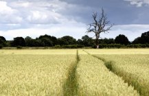 Champ de blé avec arbres — Photo de stock