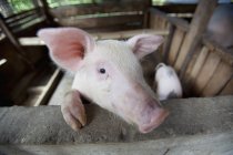 Женского свиней в загоне — стоковое фото