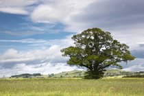 Самотнє дерево в полі — стокове фото