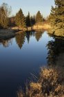 Bäume spiegeln sich im Teich wider — Stockfoto