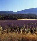 Lavender Fields And Forests — Stock Photo