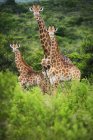 Жирафы (Giraffa camelopardalis ) — стоковое фото