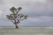 Isla del árbol del manglar - foto de stock