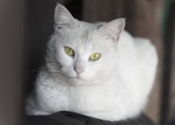 Portrait Of White Cat — Stock Photo
