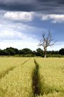 Пшеничное поле с сухим деревом — стоковое фото