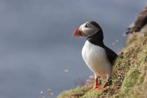 Puffin Standing On Slope — Stock Photo