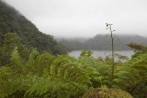 Ferns Surround Water At Twin Lakes — Stock Photo