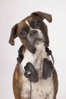Боксерська собака з навушниками — стокове фото