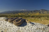 Rosy Boa costiera — Foto stock