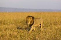 Leão macho caminhando — Fotografia de Stock