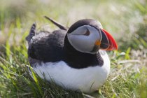 Puffin Sitting on Grass — стоковое фото