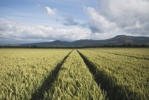 Стежки в пшеничному полі — стокове фото