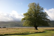 Дерево в поле с зеленой травой — стоковое фото
