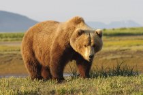 Urso pardo — Fotografia de Stock