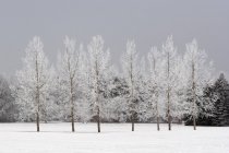 Árvores de inverno sobre a neve — Fotografia de Stock