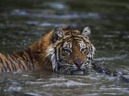 Tigre siberiano en agua - foto de stock