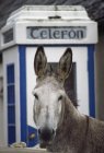 Donkey By Telephone Booth — Stock Photo