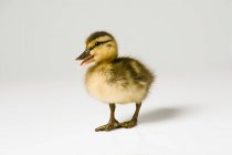 Small Duckling Quacking — Stock Photo