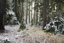 Verschneiter Wald im Winter — Stockfoto
