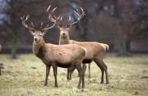 Deers Standing In Field — Stock Photo