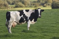 Holstein Vaca em pé na grama verde — Fotografia de Stock
