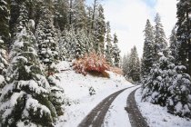 Route d'hiver, forêt nationale du Mont-Hood — Photo de stock